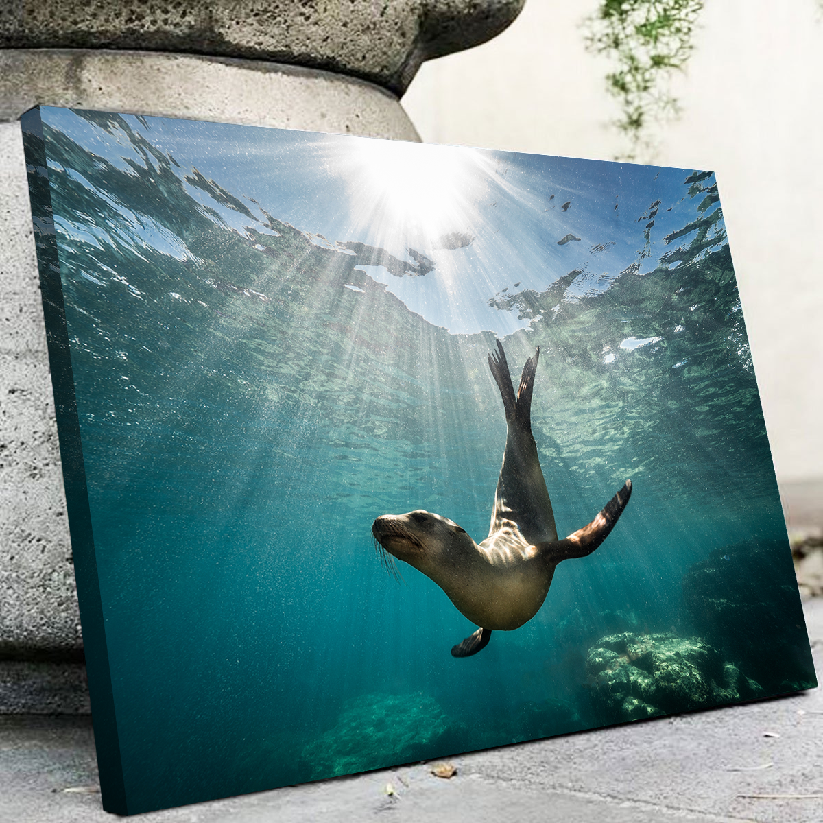 Stunning California Sea Lion Wall Art for Your Home Decor