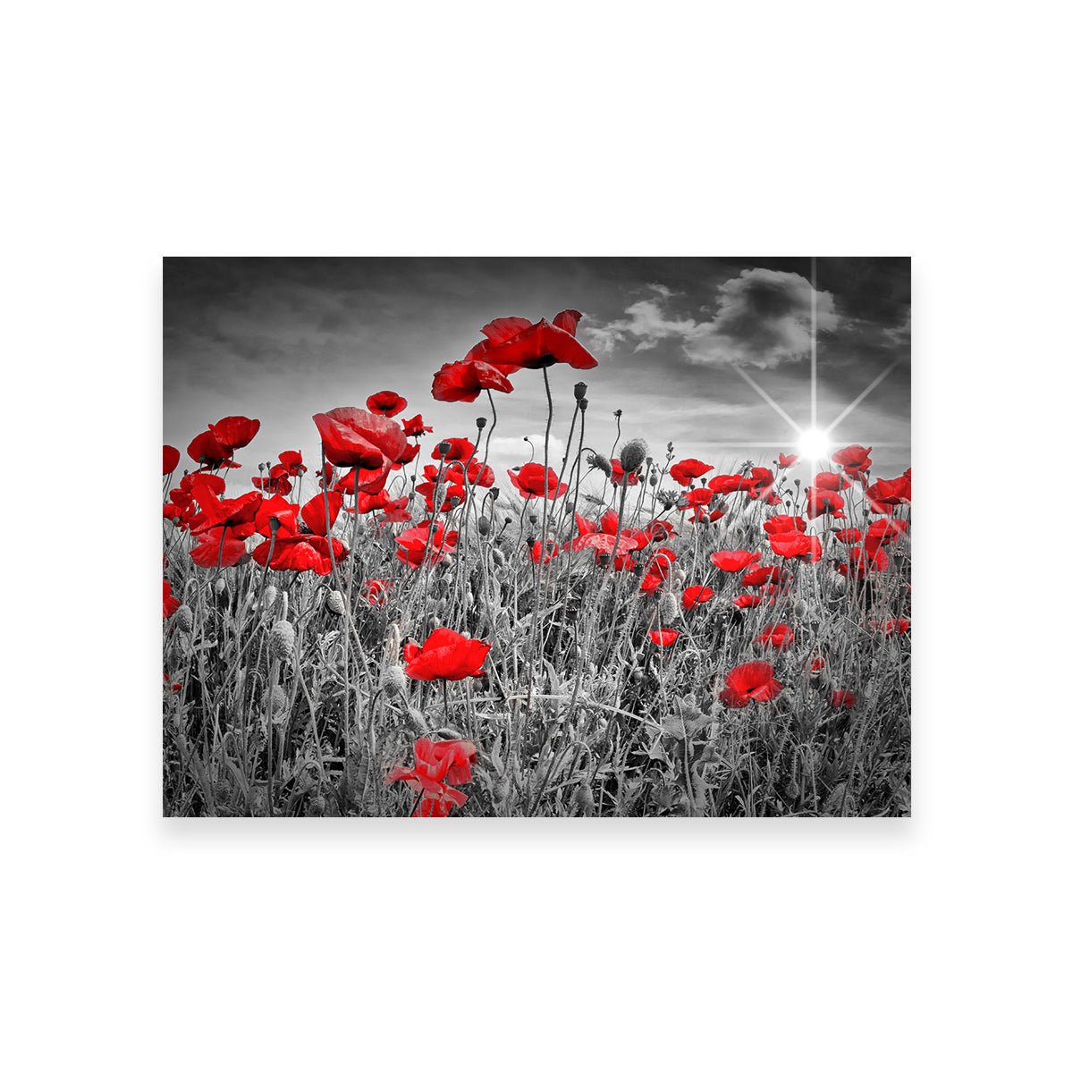 Stunning Idyllic Field of Poppies with Sun Wall Art for Home Decor