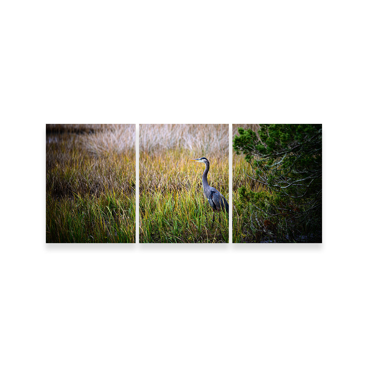 Stunning Heron Jekyll Island Wall Art by Barry Pack