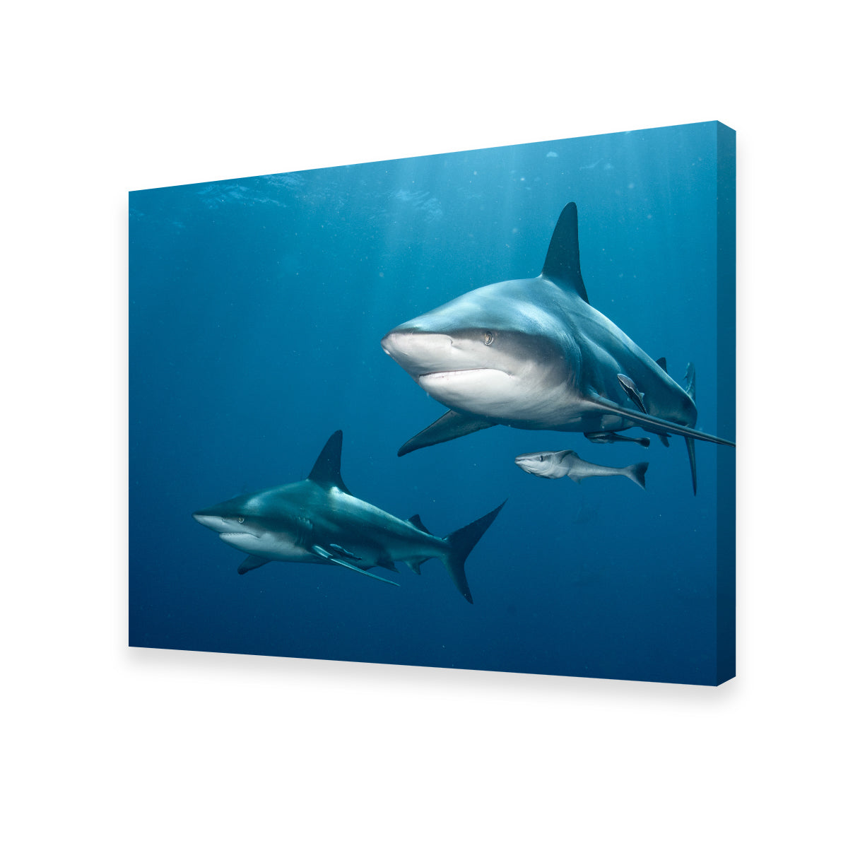 Exquisite Shark Pair Wall Art for Stunning Home Decor