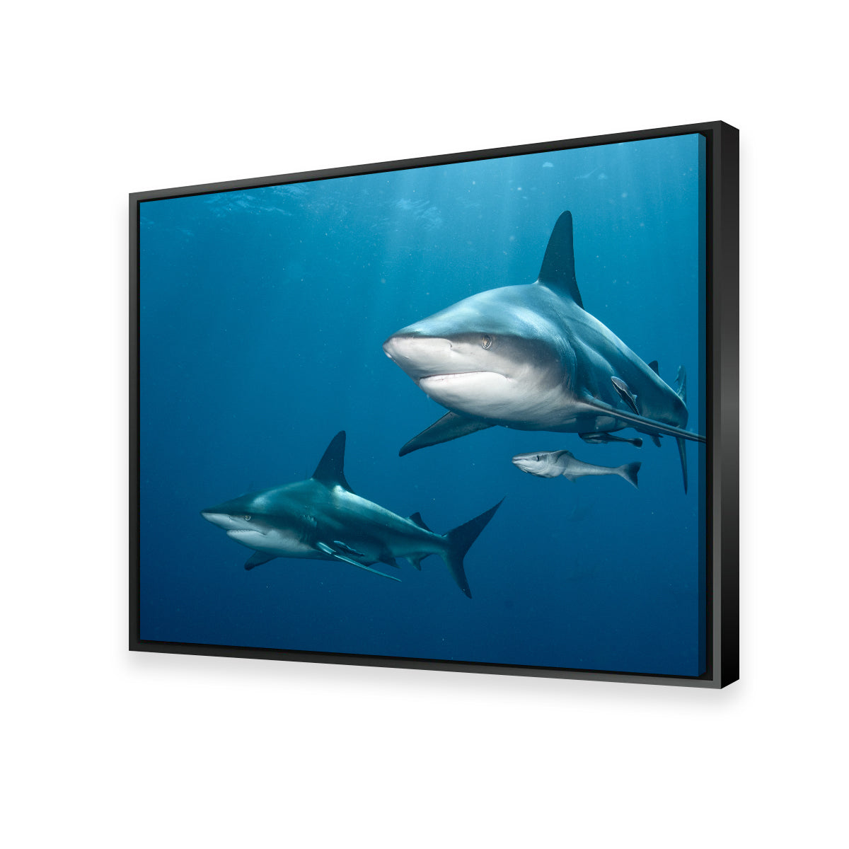 Exquisite Shark Pair Wall Art for Stunning Home Decor