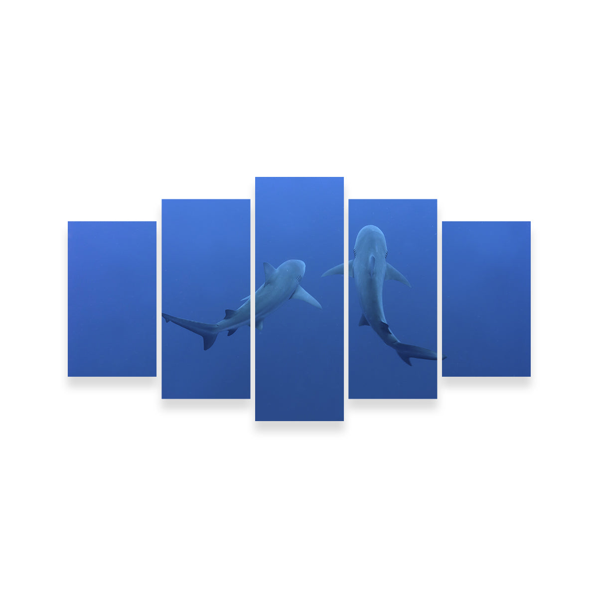 Stunning Shark Mates Wall Art - Museum Quality Decor