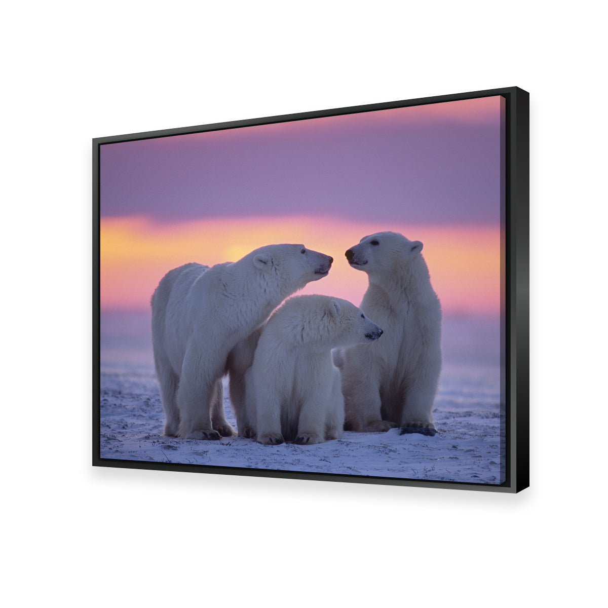 Stunning Polar Bear Family - Canadian Arctic Wall Art for Your Home Decor