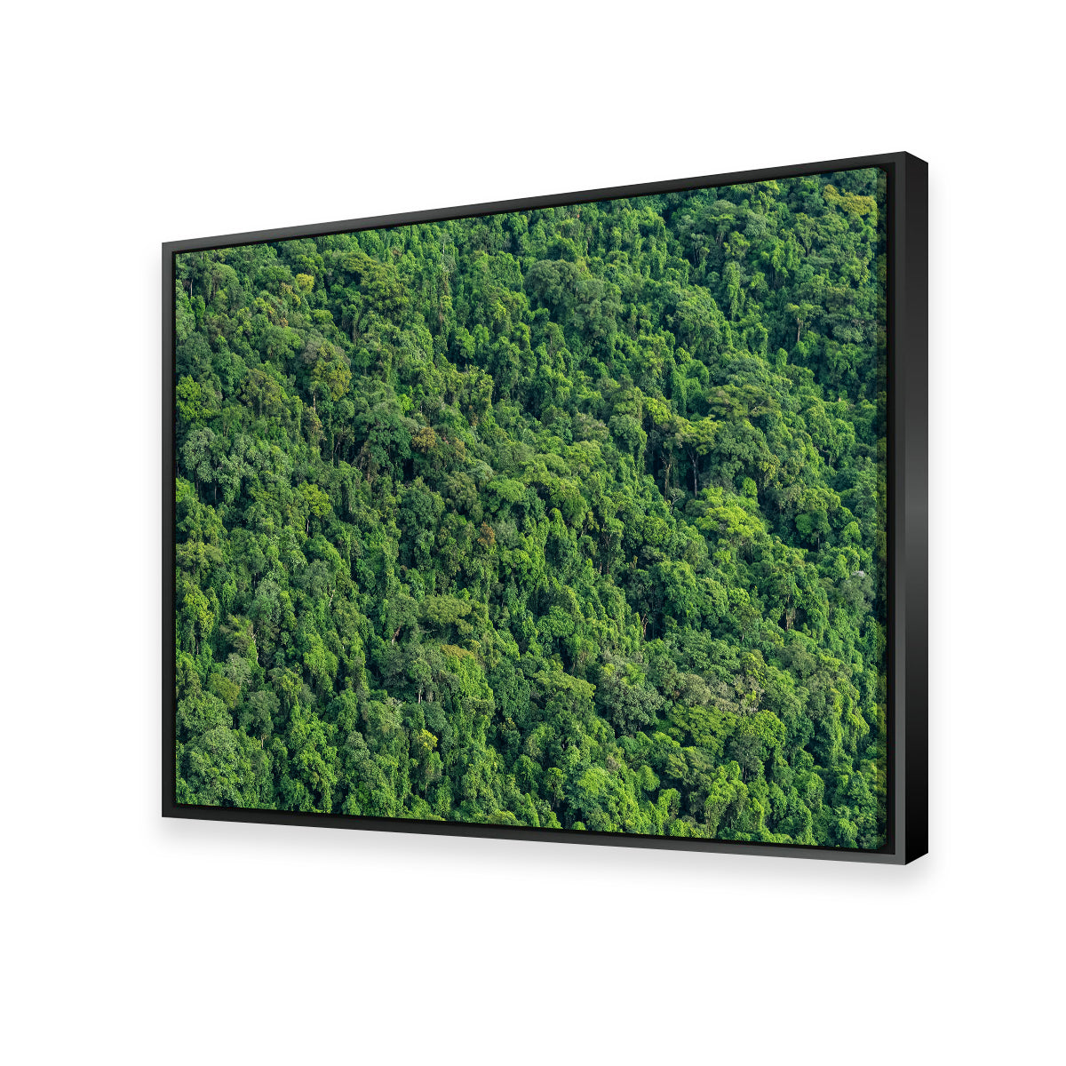 Stunning Atlantic Forest Wall Art by Sofia Leite Fonseca