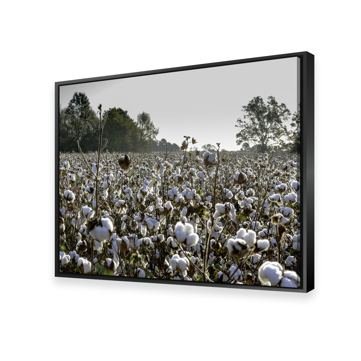 Stunning Alabama Cotton Field Wall Art for Your Home Decor