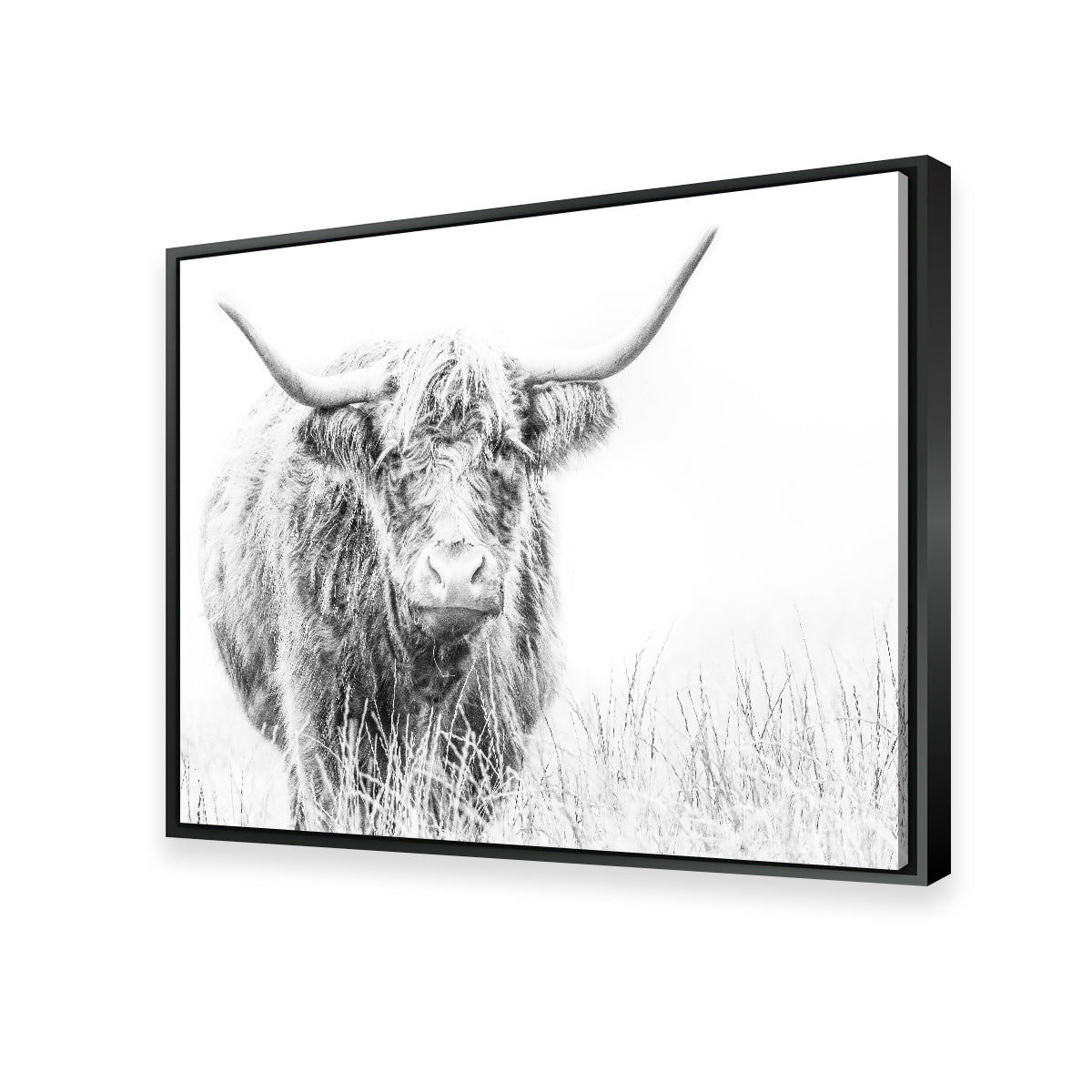 Stunning Highland Cow Wall Art on White Canvas