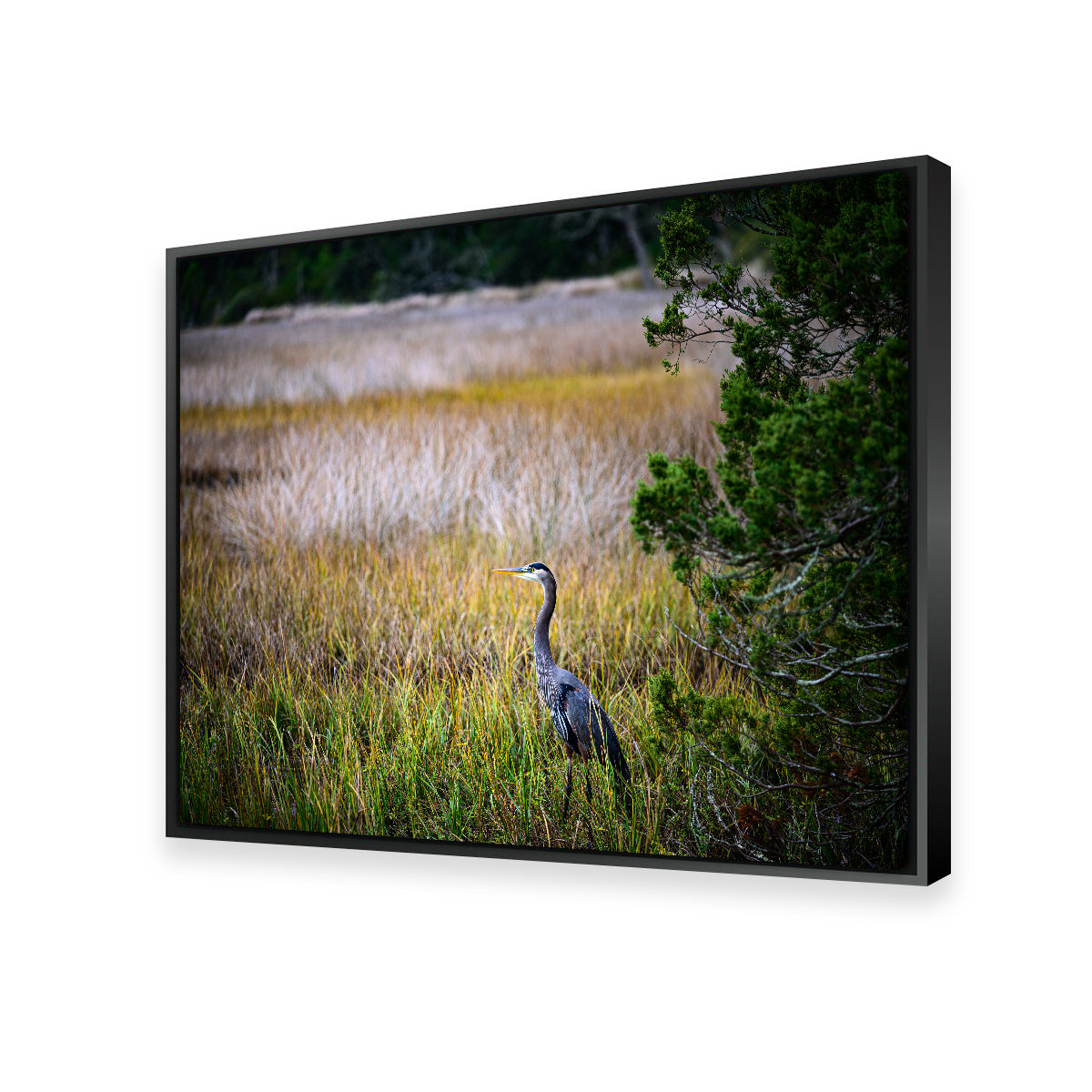 Stunning Heron Jekyll Island Wall Art by Barry Pack