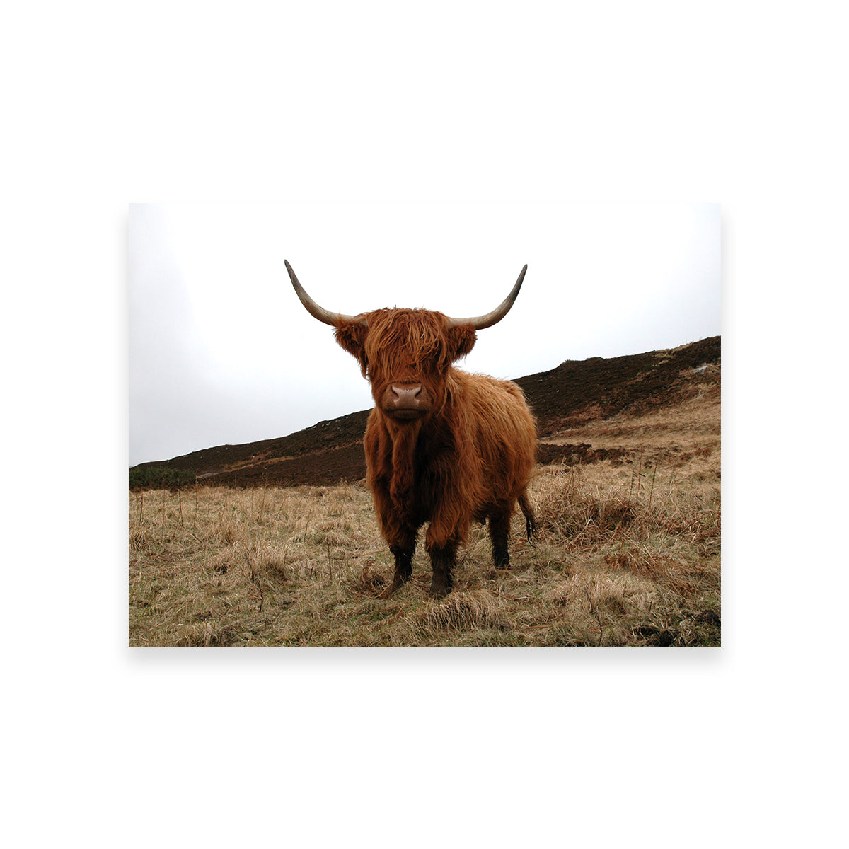 Gorgeous Highland Cow Wall Art Inspired by Northern Scotland