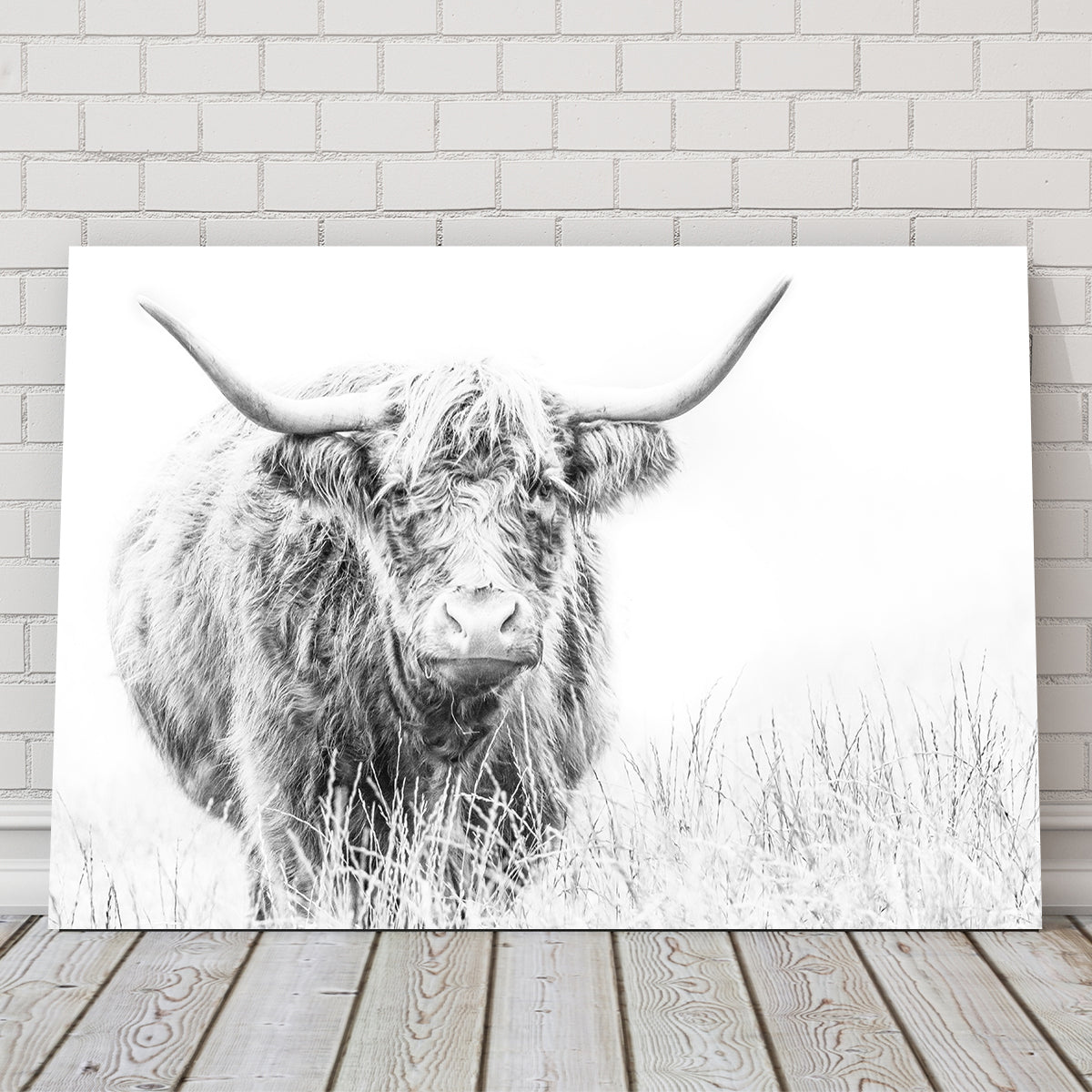 Stunning Highland Cow Wall Art on White Canvas