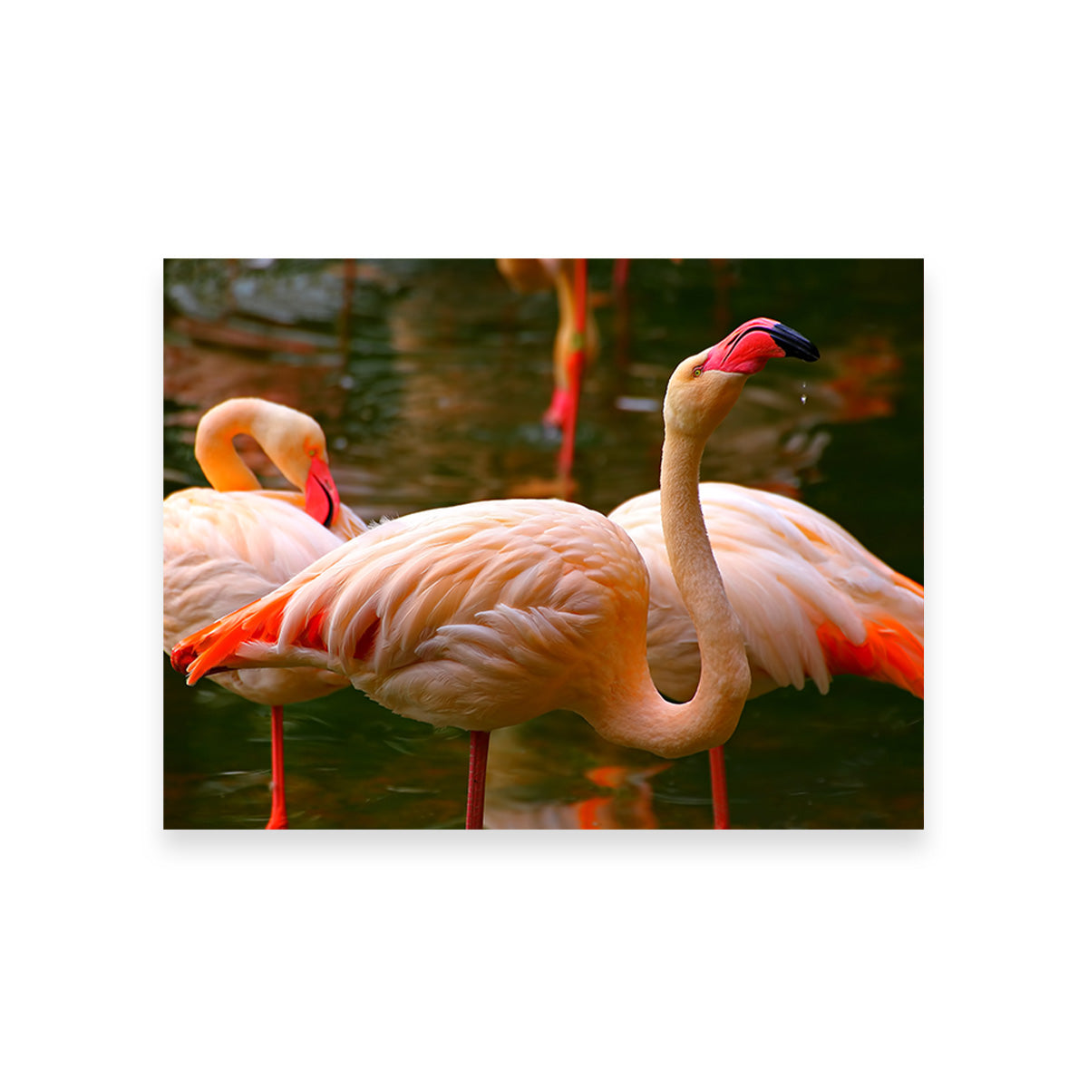 Stunning Pink Flamingo Birds Wall Art for Your Home Decor