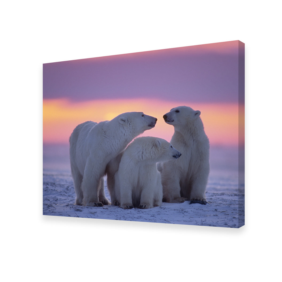 Stunning Polar Bear Family - Canadian Arctic Wall Art for Your Home Decor