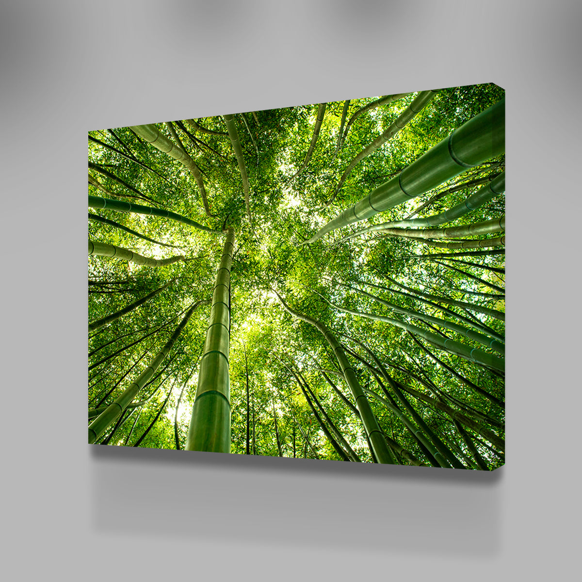 Stunning Canopy in Pisa, Italy Wall Art for Home Decor