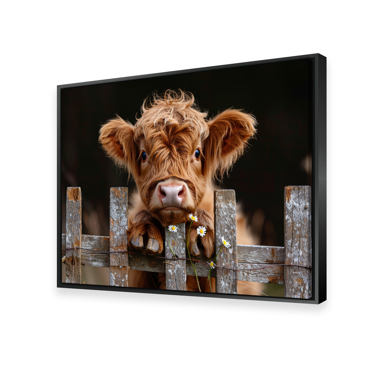 Gorgeous Highland Baby Calf Wall Art for Stunning Home Decor
