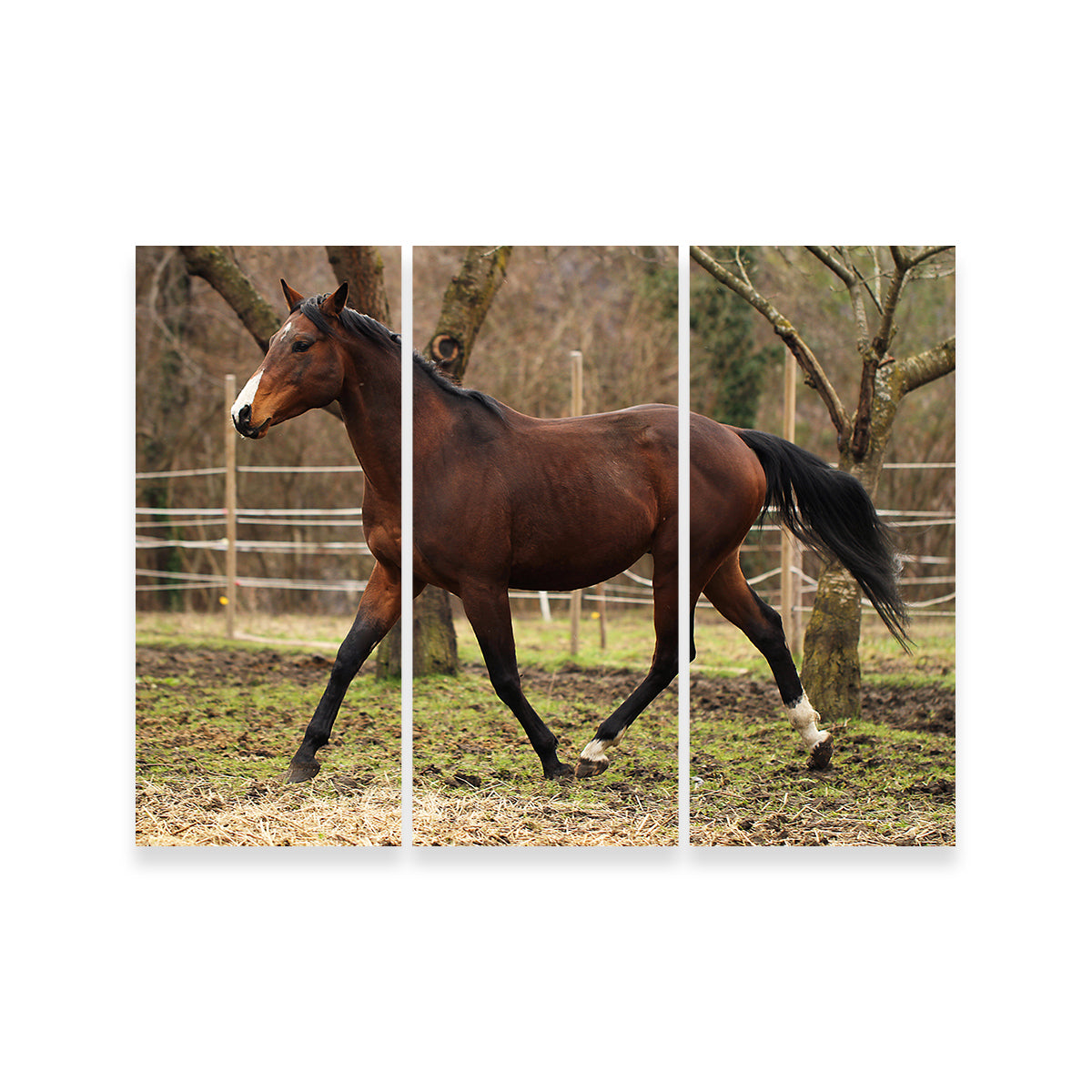 Exquisite American Quarter Horse Stallion Wall Art for Your Home Decor