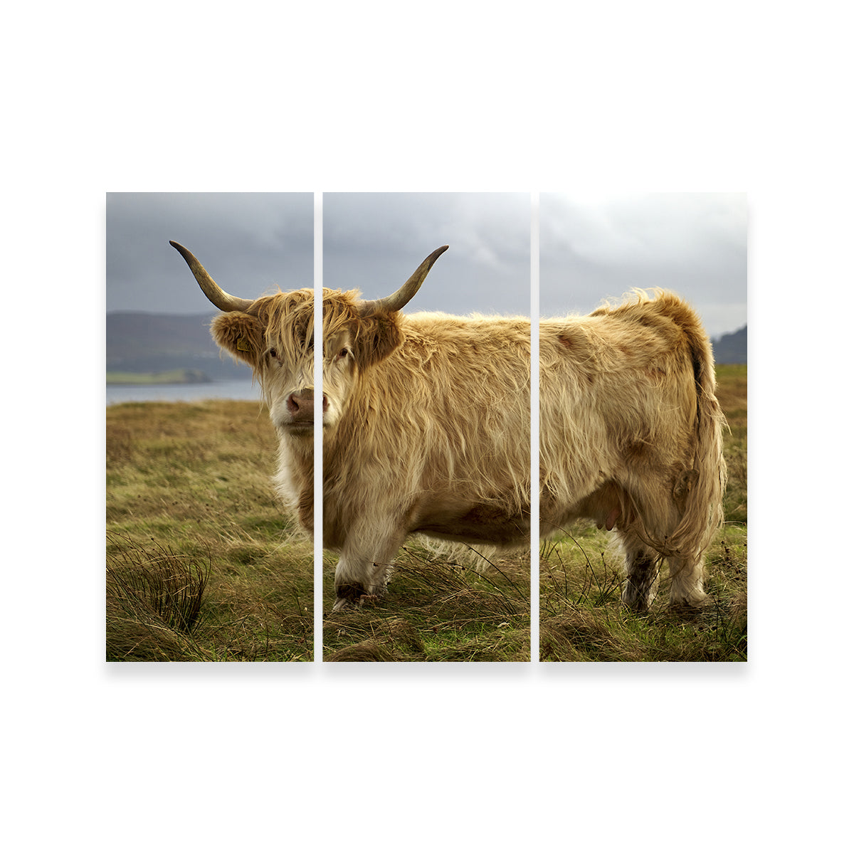Charming Highland Cow Countryside Wall Art for Stunning Home Decor
