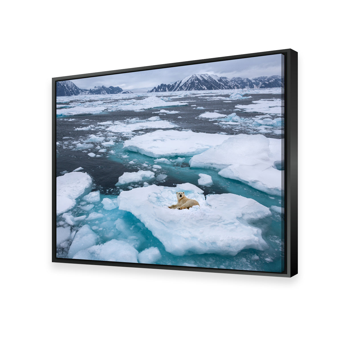Stunning Polar Bear - Greenland Wall Art for Home Decor