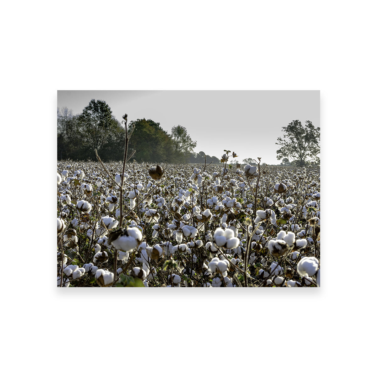 Stunning Alabama Cotton Field Wall Art for Your Home Decor