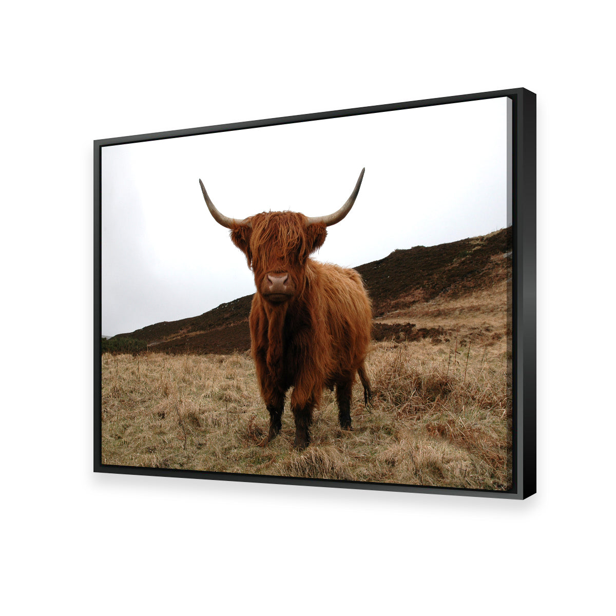 Gorgeous Highland Cow Wall Art Inspired by Northern Scotland