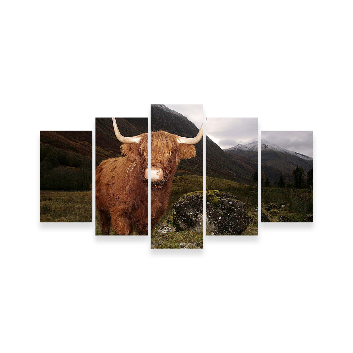 Stunning Highland Cow in Glen Coe Wall Art for Home Decor