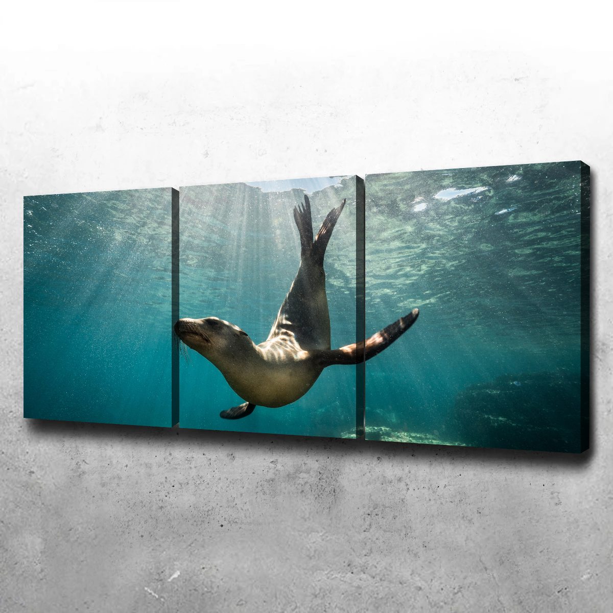 Stunning California Sea Lion Wall Art for Your Home Decor