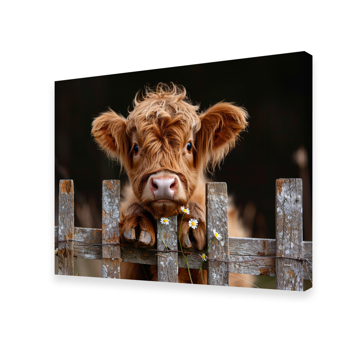 Gorgeous Highland Baby Calf Wall Art for Stunning Home Decor