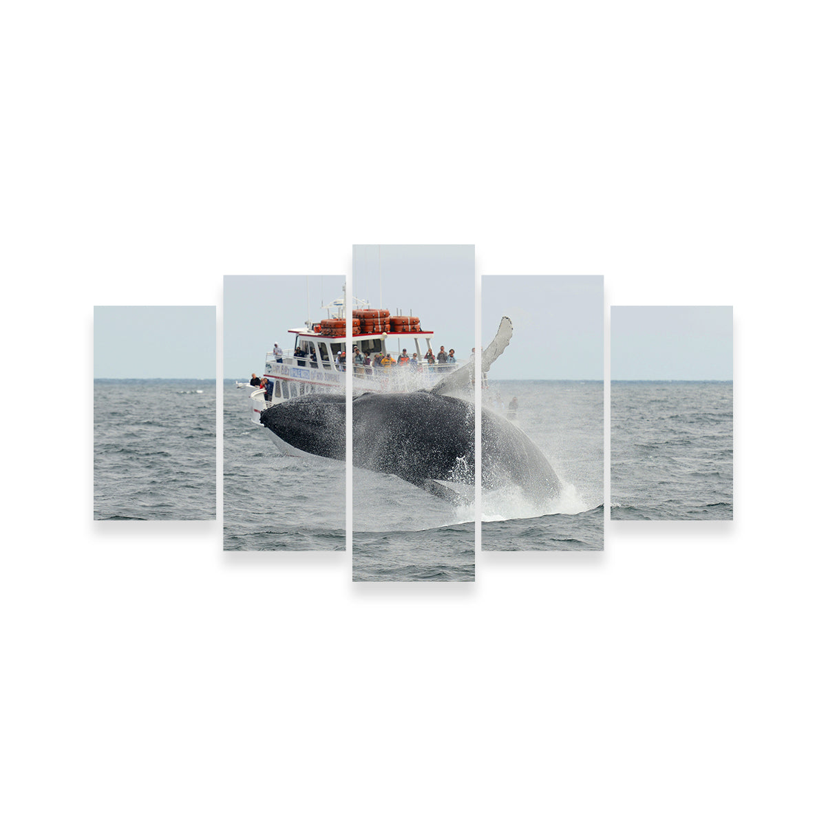 Stunning Humpback - Cape Cod Wall Art for Your Home Decor