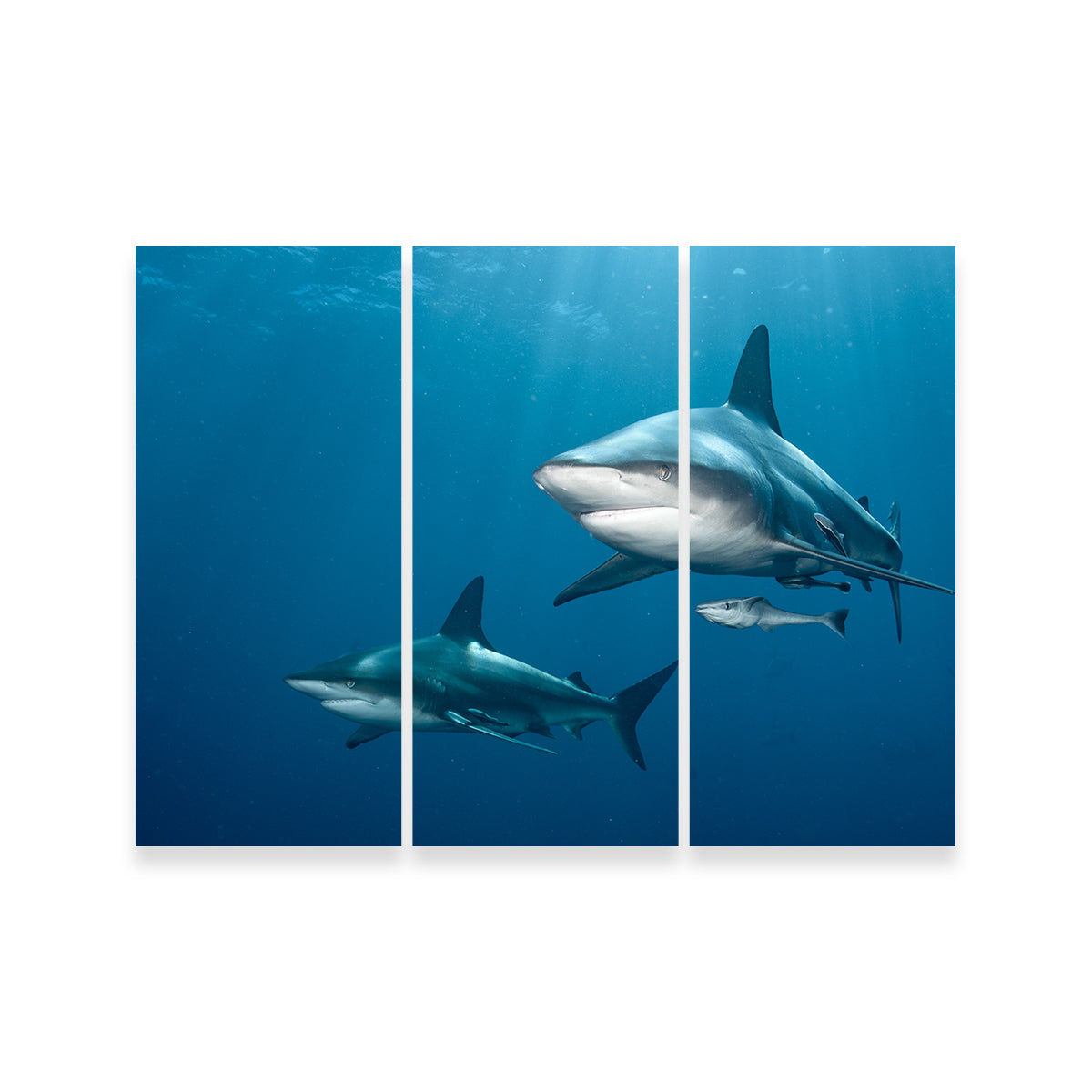 Exquisite Shark Pair Wall Art for Stunning Home Decor