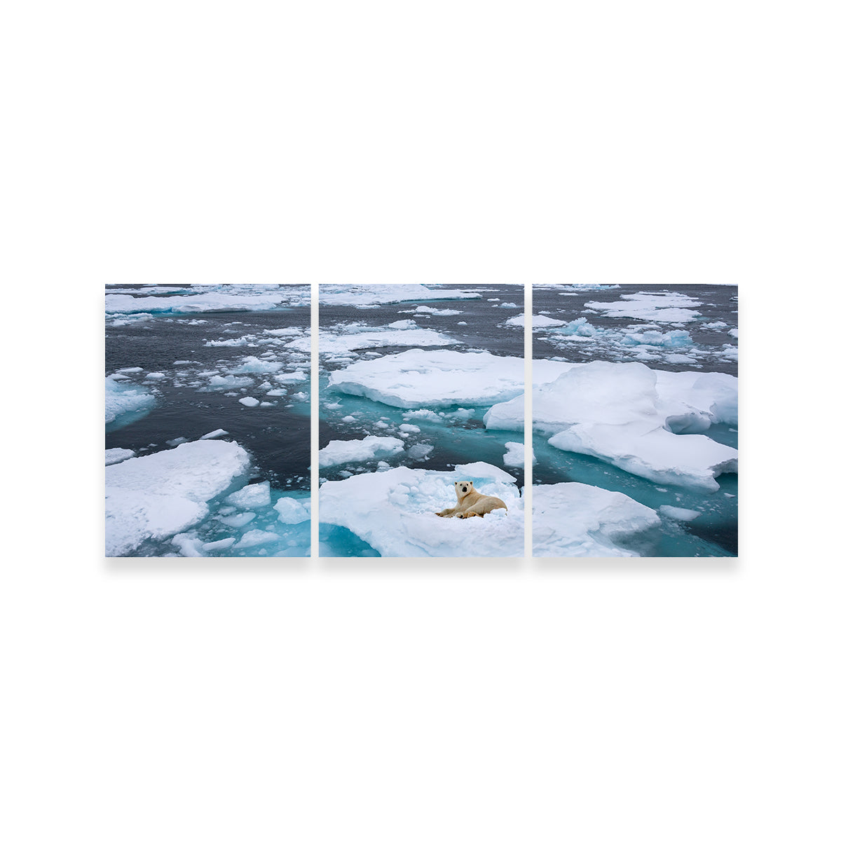 Stunning Polar Bear - Greenland Wall Art for Home Decor