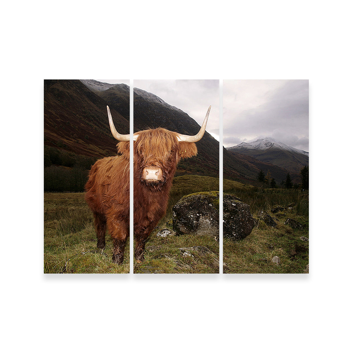 Stunning Highland Cow in Glen Coe Wall Art for Home Decor