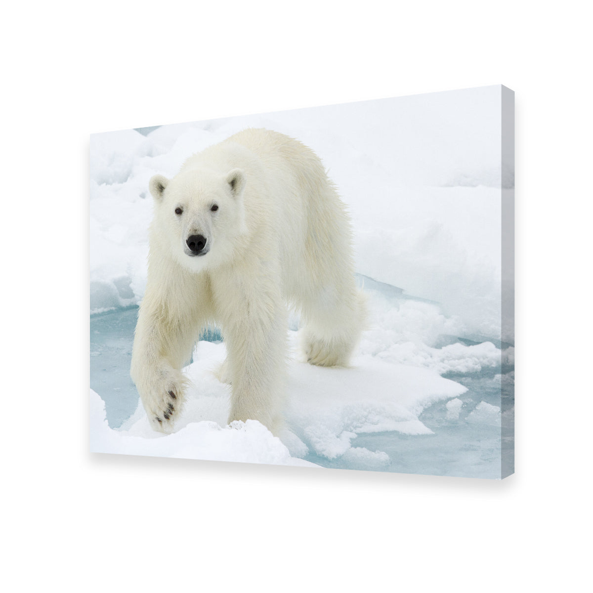 Exquisite Polar Bear Wall Art for Stunning Home Decor
