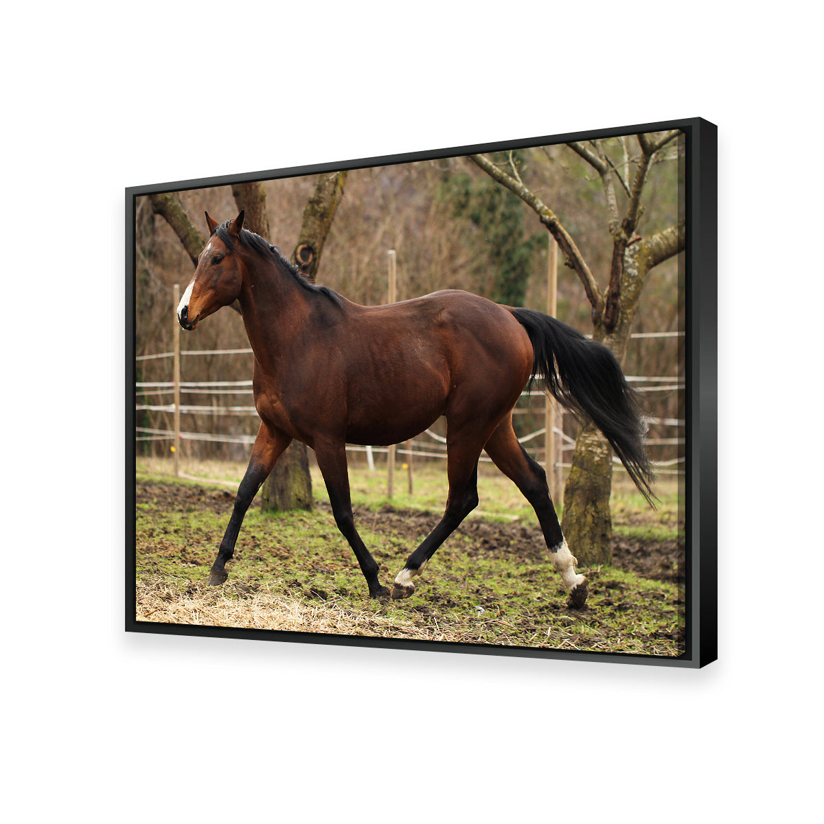 Exquisite American Quarter Horse Stallion Wall Art for Your Home Decor