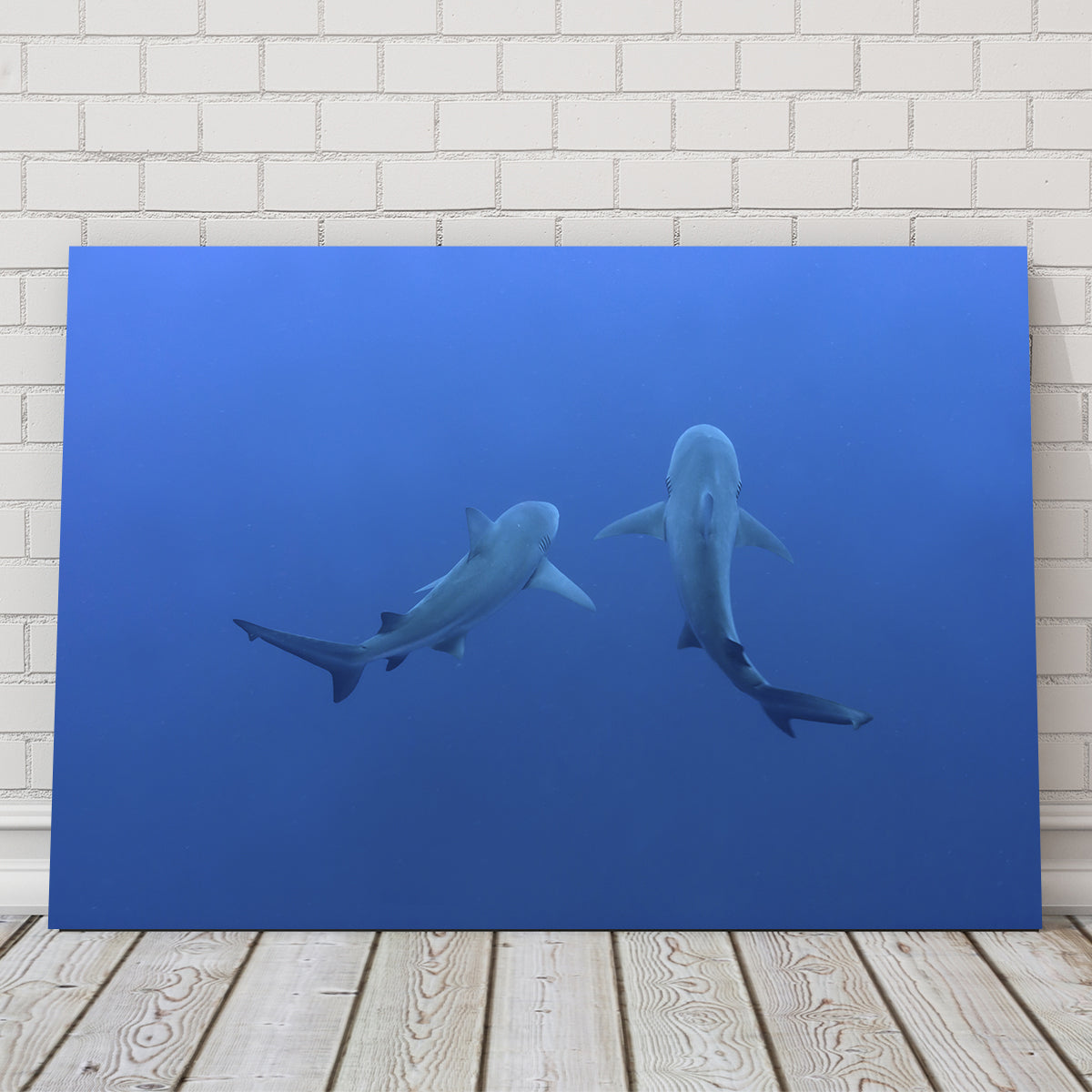 Stunning Shark Mates Wall Art - Museum Quality Decor