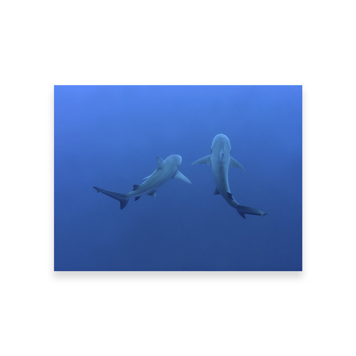Stunning Shark Mates Wall Art - Museum Quality Decor