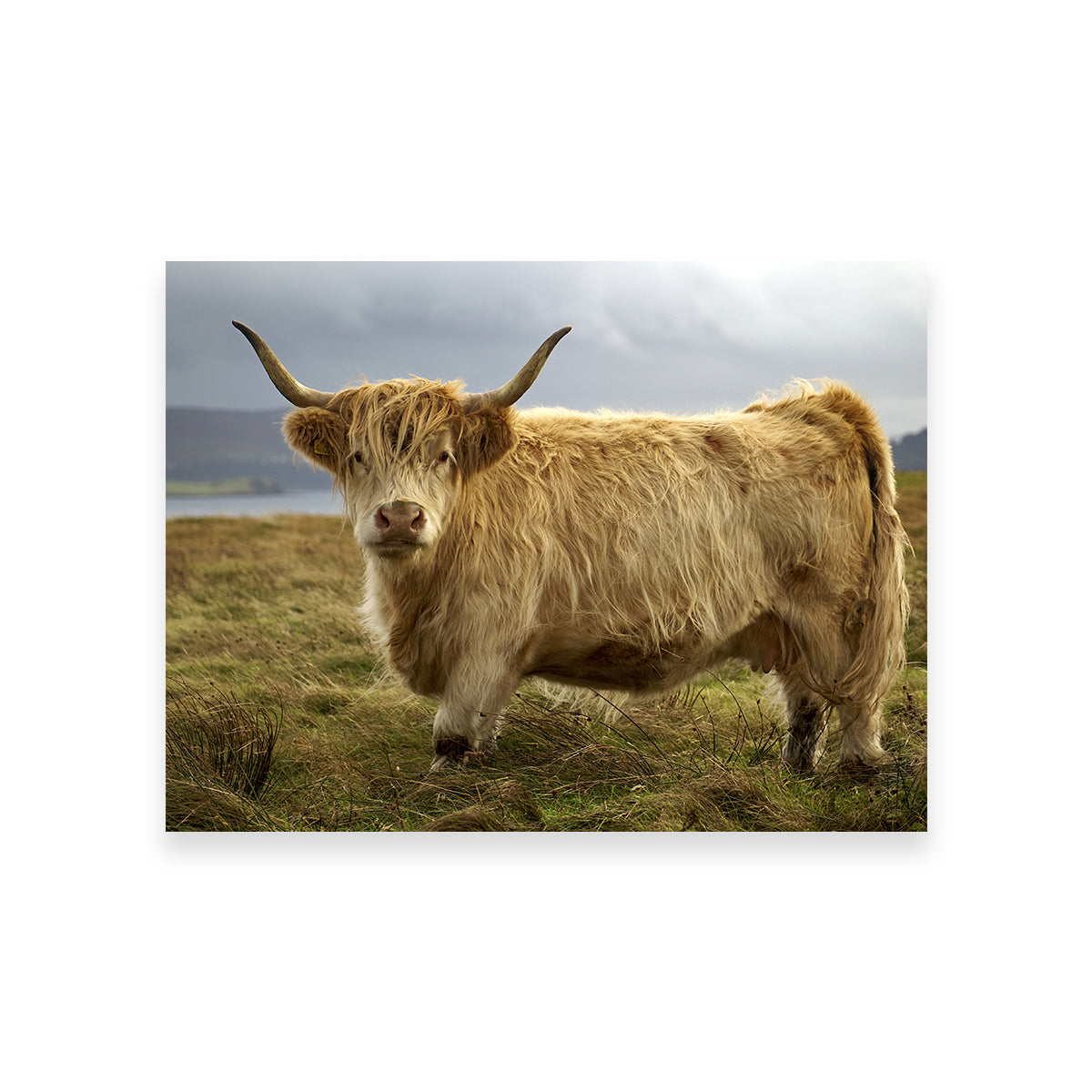 Charming Highland Cow Countryside Wall Art for Stunning Home Decor