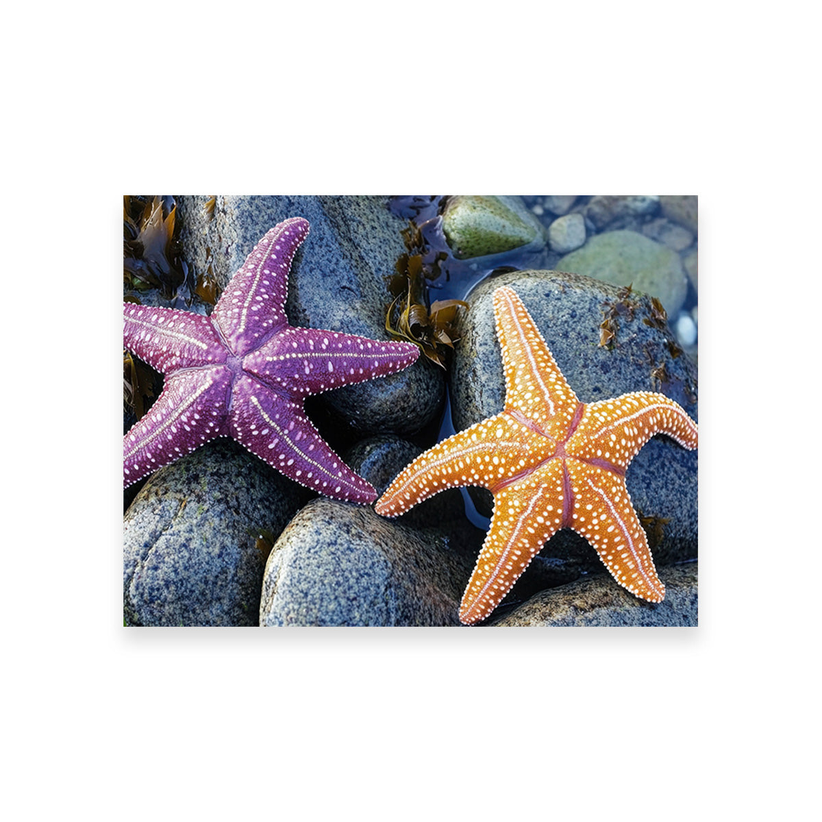 Vibrant Colorful Starfishes Wall Art for Stunning Decor