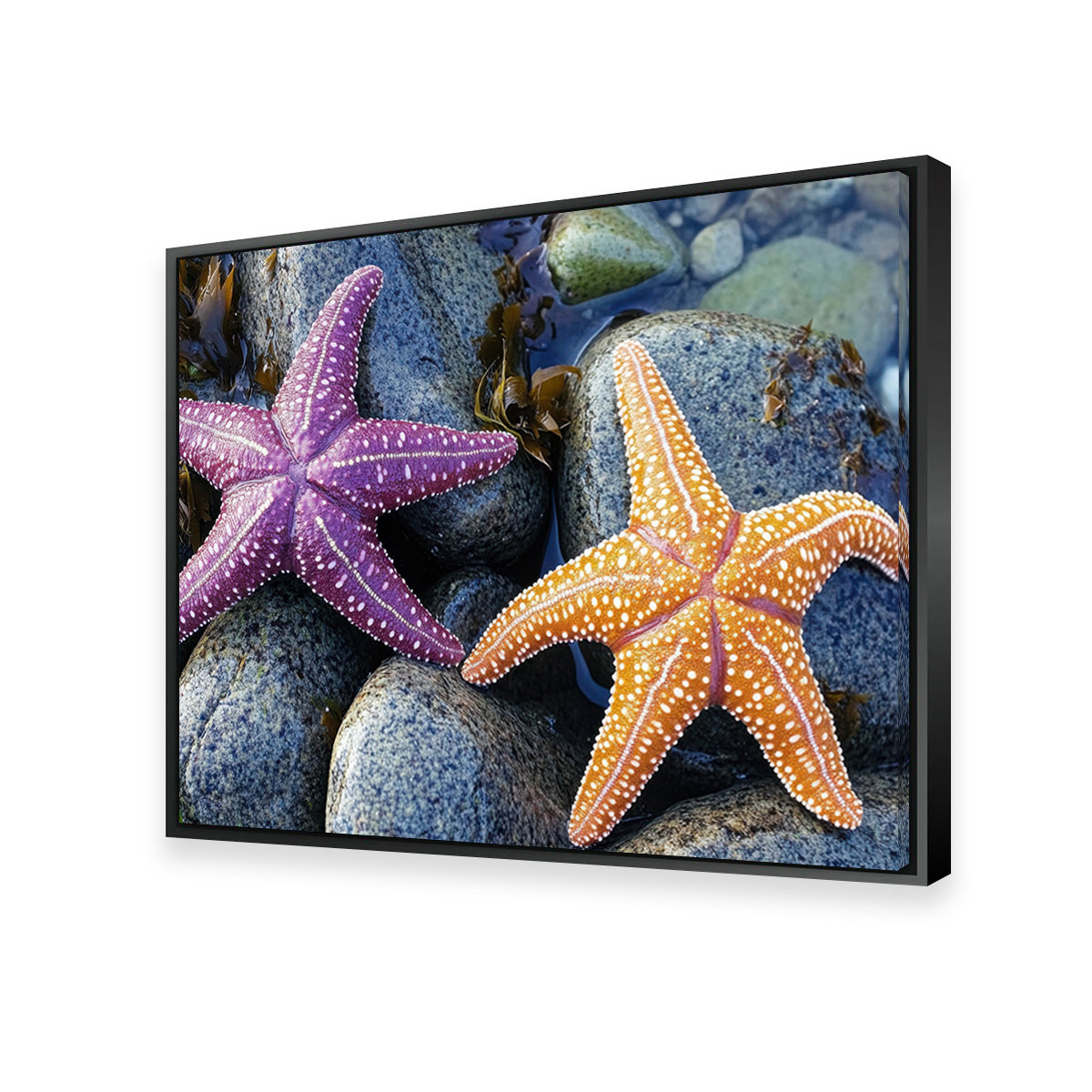Vibrant Colorful Starfishes Wall Art for Stunning Decor