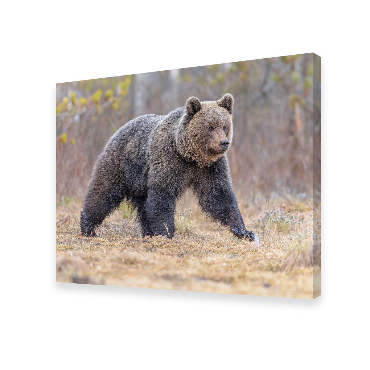 Stunning Eurasian Brown Bear Wall Art for Your Home Decor