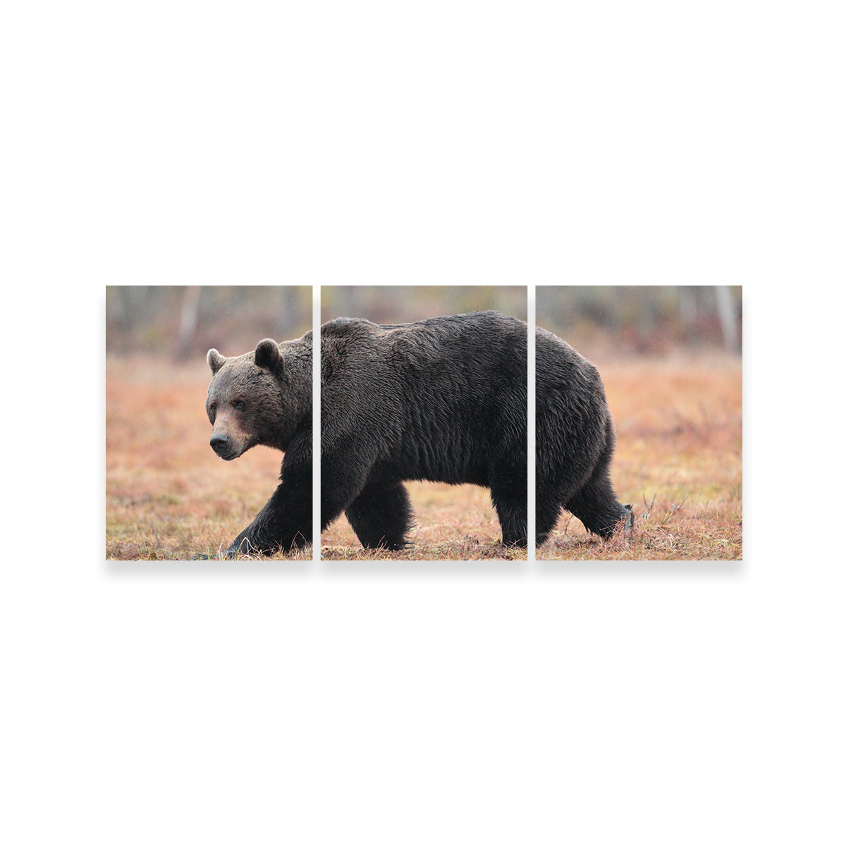 Gorgeous Brown Bear Wall Art for Home Decor
