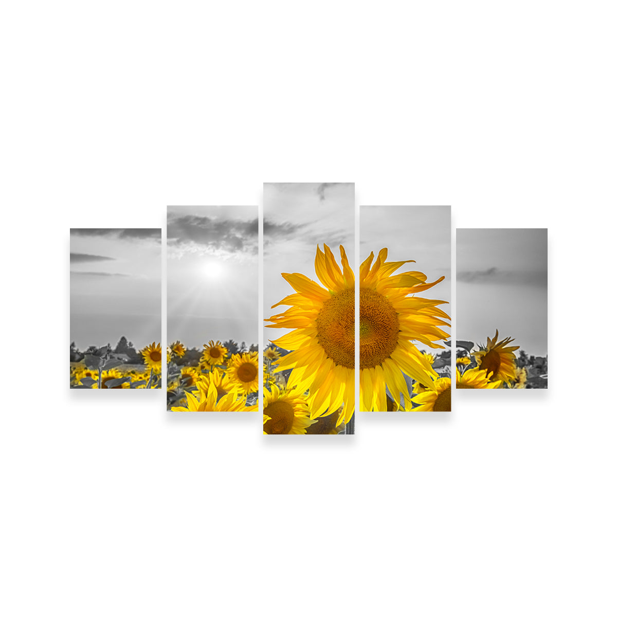 Sunflower Field - Stunning Yellow Color Pop Wall Art for a Vibrant Home Decor