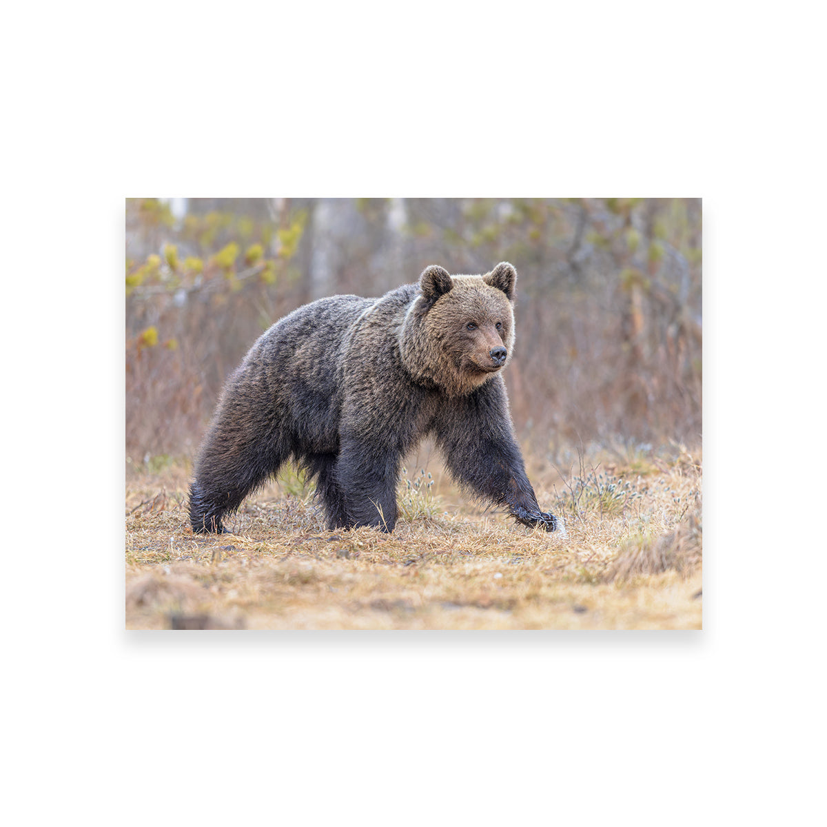 Stunning Eurasian Brown Bear Wall Art for Your Home Decor