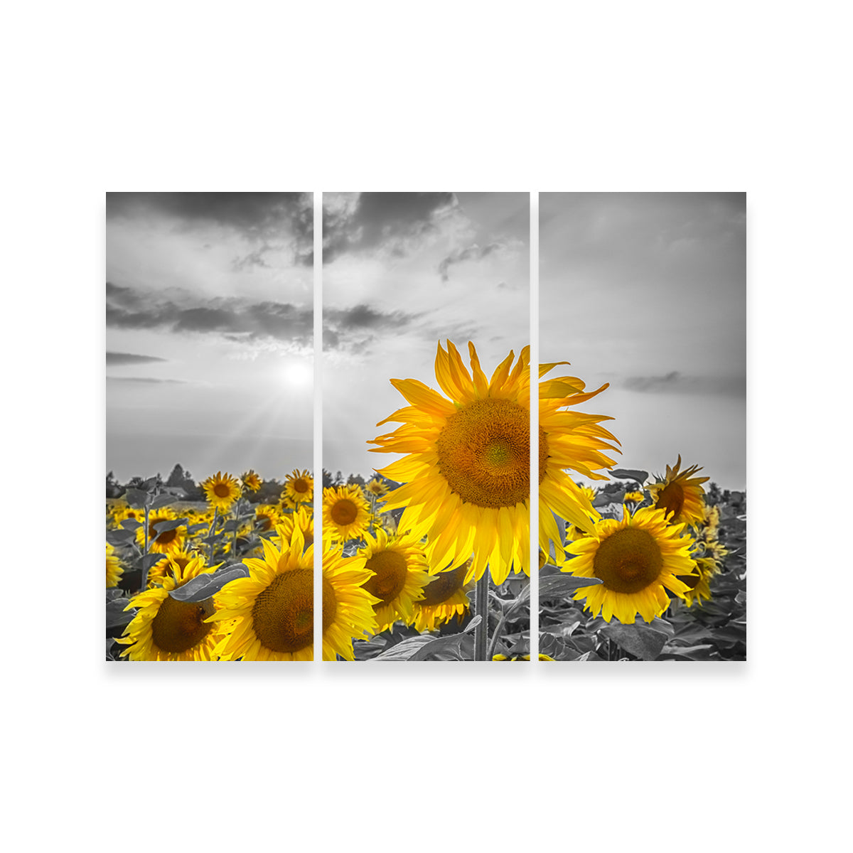 Sunflower Field - Stunning Yellow Color Pop Wall Art for a Vibrant Home Decor
