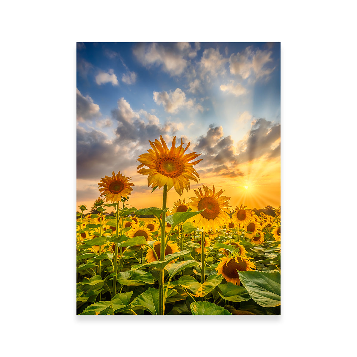Stunning Sunset Sunflower Field Wall Art for Home Decor