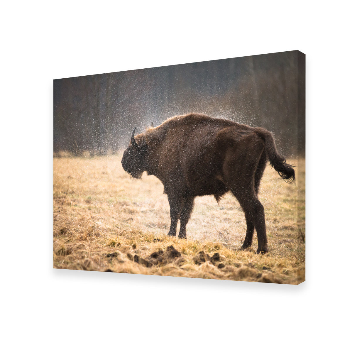Stunning Wild Bison Shaking off Rain Wall Art for Home Decor