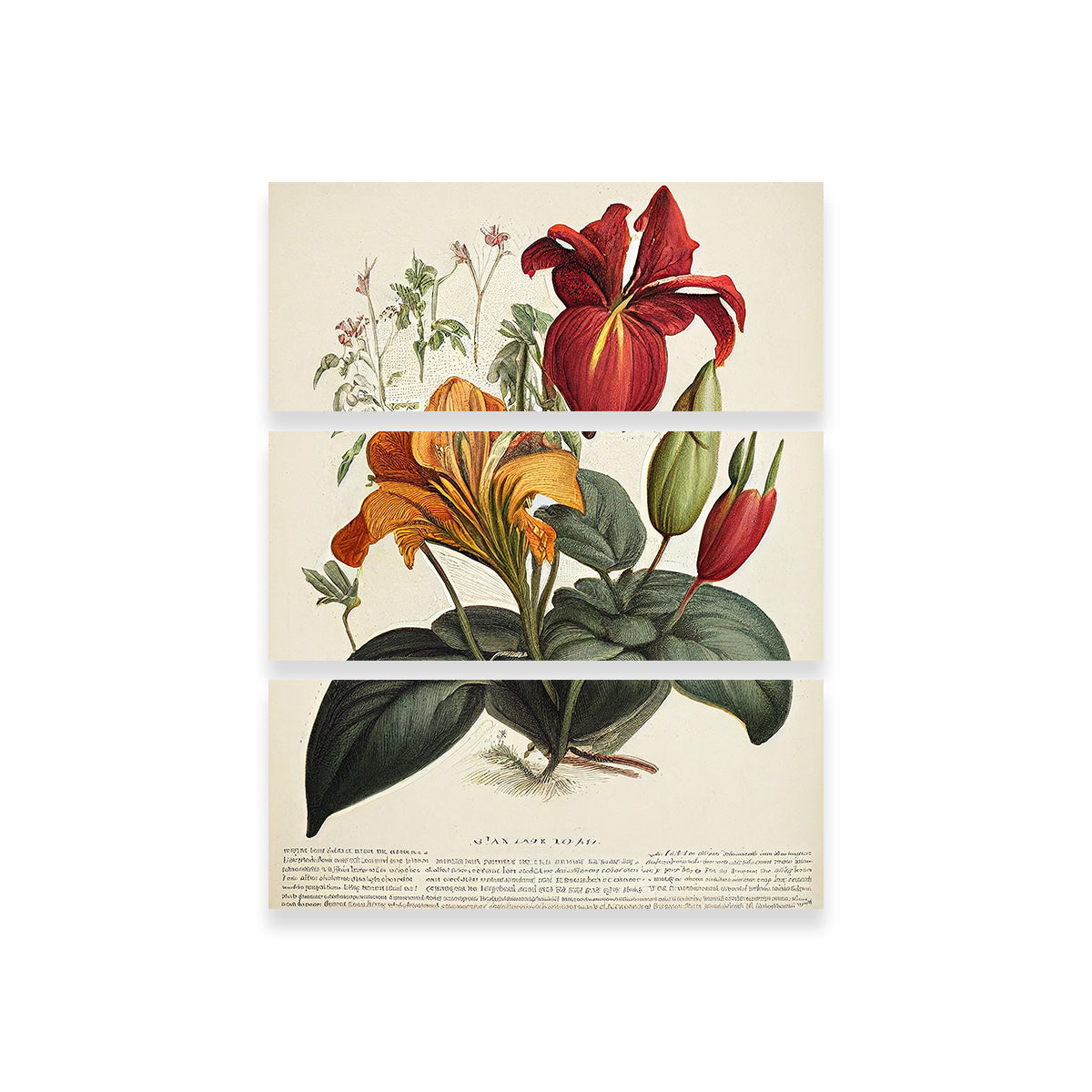 Exquisite Vintage Botanical Print Series 4 Wall Art by Jennifer Hotai