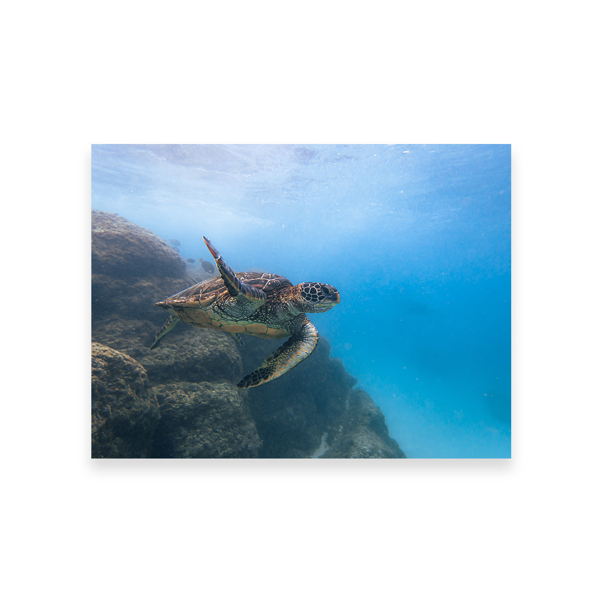 Stunning Turtle Wave Wall Art by Lucas Moore