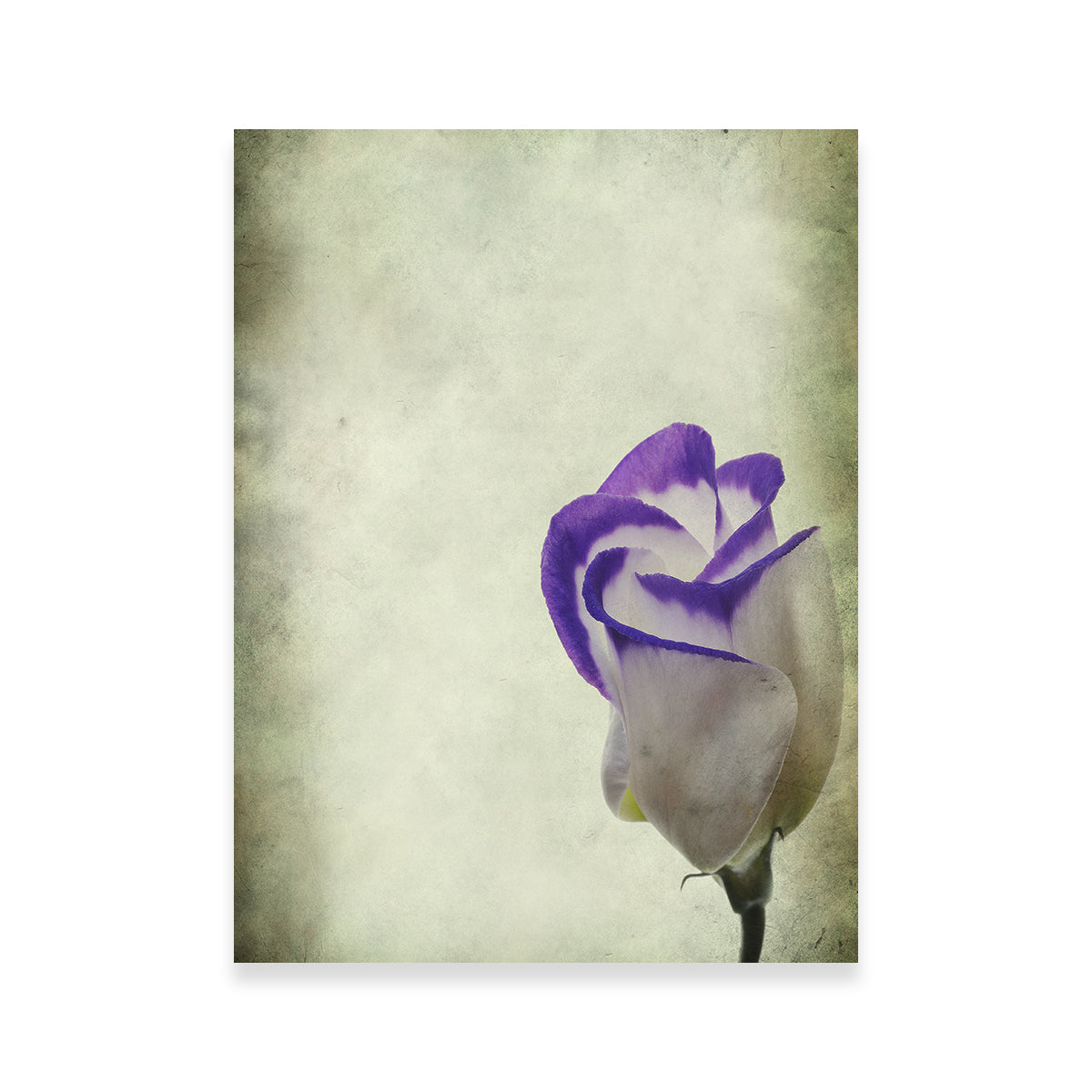 Stunning Vintage Lisianthus Wall Art for Home Decor