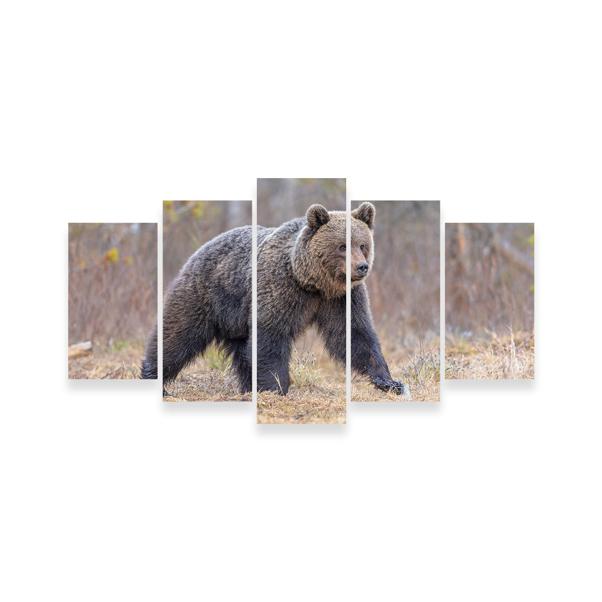 Stunning Eurasian Brown Bear Wall Art for Your Home Decor