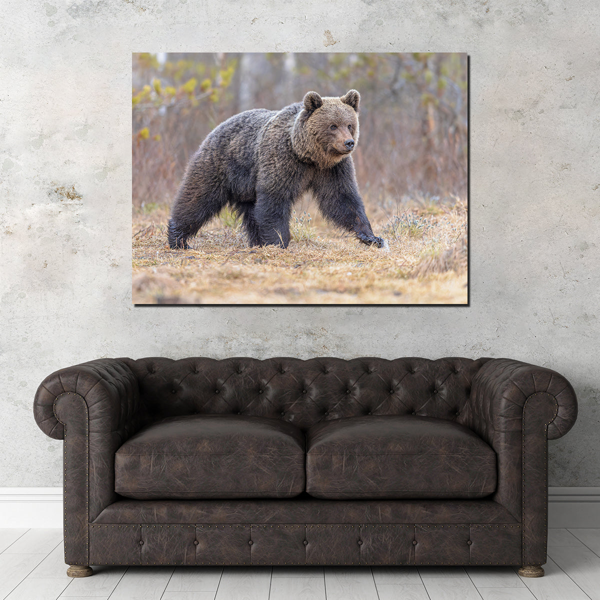 Stunning Eurasian Brown Bear Wall Art for Your Home Decor