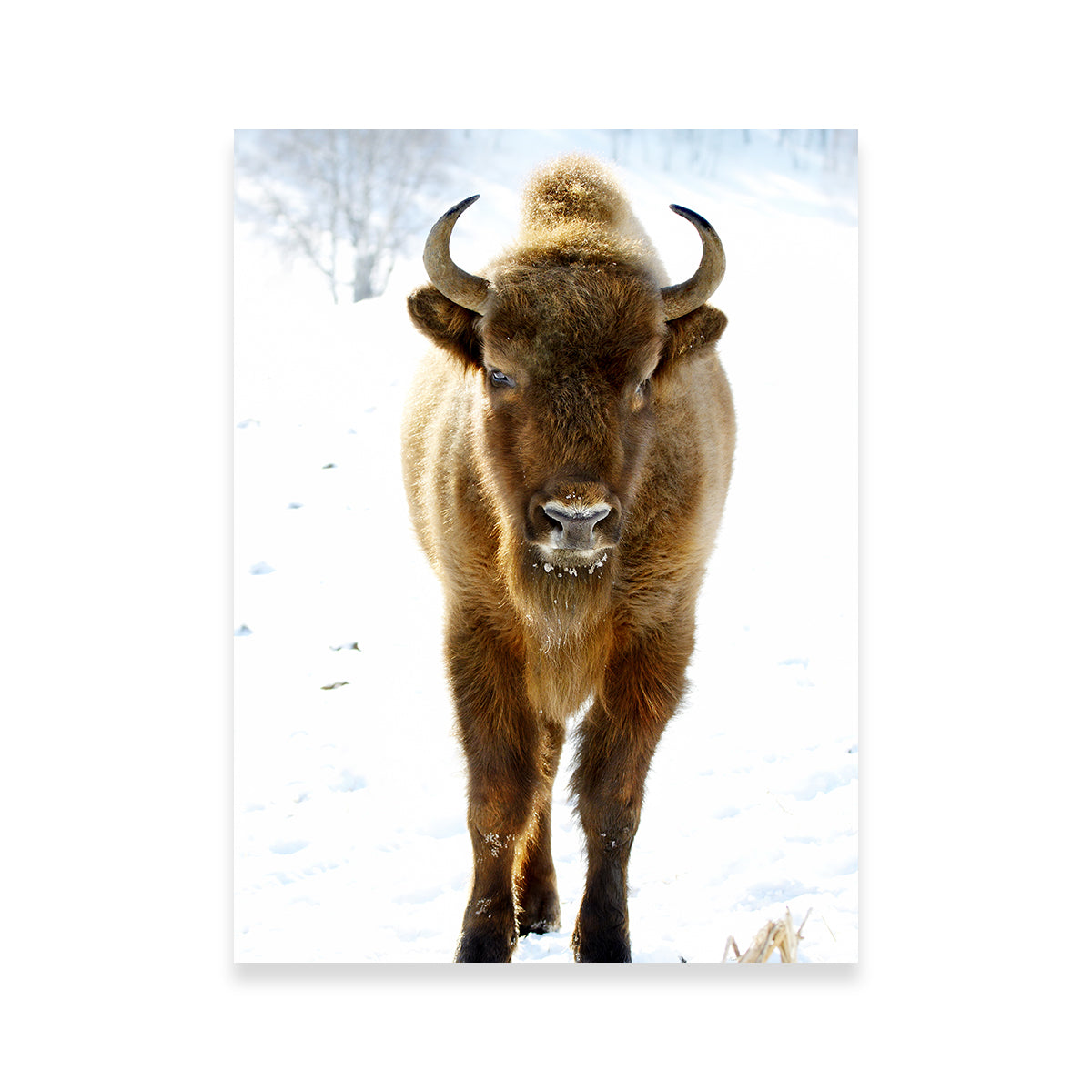 Exquisite European Bison Wall Art for Home Decor