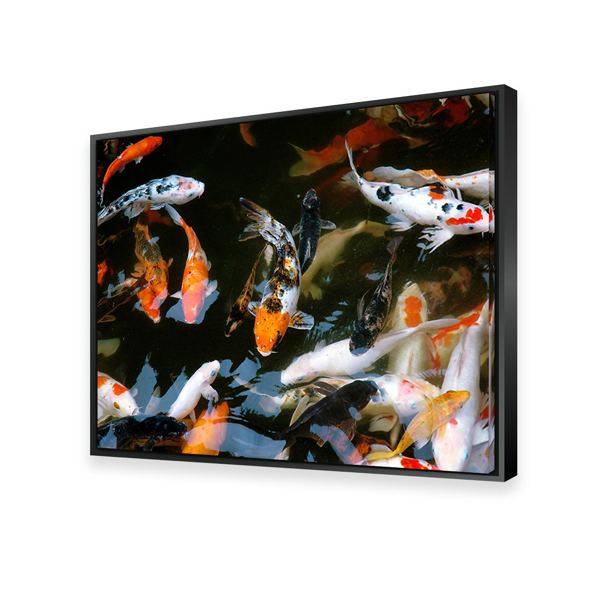 Stunning Koi Fish Swimming Wall Art for Home Decor